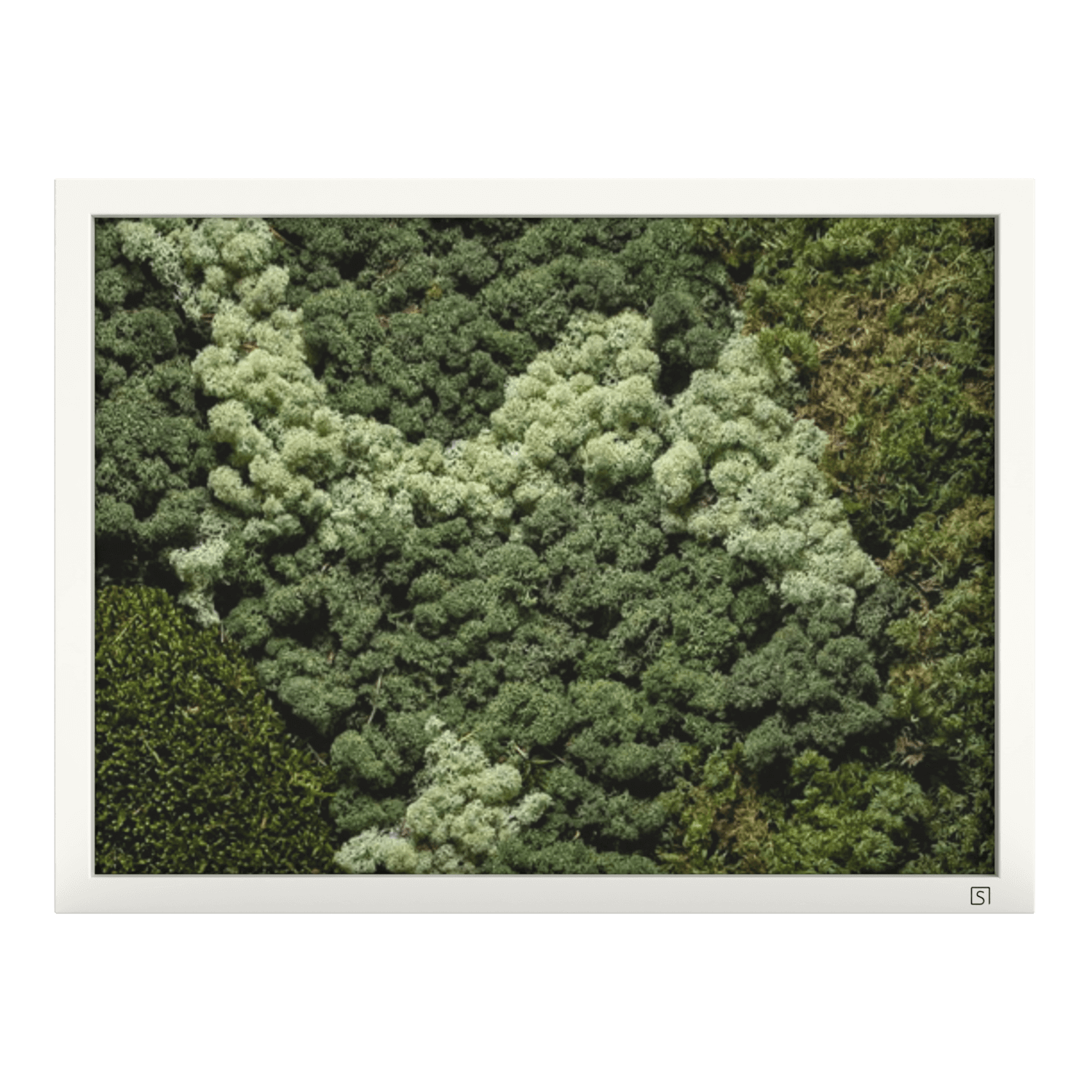 Mos wanddecoratie landscape wit