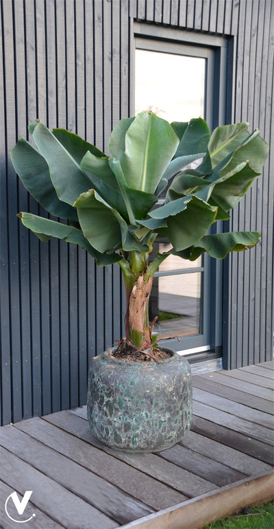 Pot Arenal M Ø59 x H50cm Oceanic Coral 2